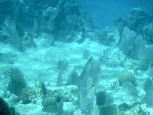 Some pretty reefs